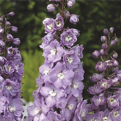 Flower Bonsai 100 Pcs Delphinium Mix Giant Delphinium Cultorum Potted Garden Outdoor Ornamental Planta Sement for Home Decor