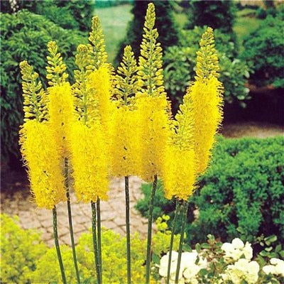 Flower Bonsai 100 Pcs Delphinium Mix Giant Delphinium Cultorum Potted Garden Outdoor Ornamental Planta Sement for Home Decor