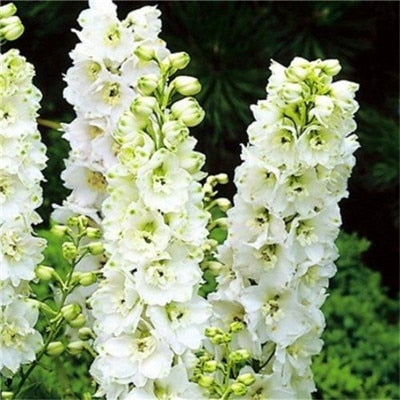 Flower Bonsai 100 Pcs Delphinium Mix Giant Delphinium Cultorum Potted Garden Outdoor Ornamental Planta Sement for Home Decor