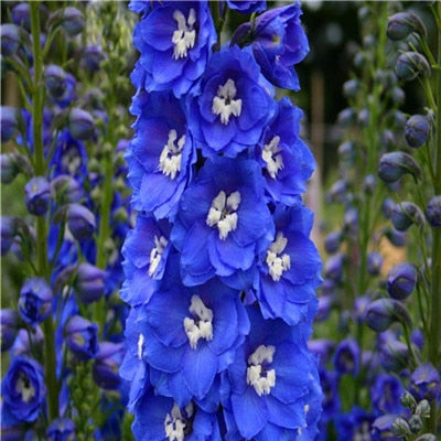 Flower Bonsai 100 Pcs Delphinium Mix Giant Delphinium Cultorum Potted Garden Outdoor Ornamental Planta Sement for Home Decor