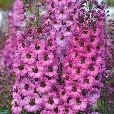 Flower Bonsai 100 Pcs Delphinium Mix Giant Delphinium Cultorum Potted Garden Outdoor Ornamental Planta Sement for Home Decor