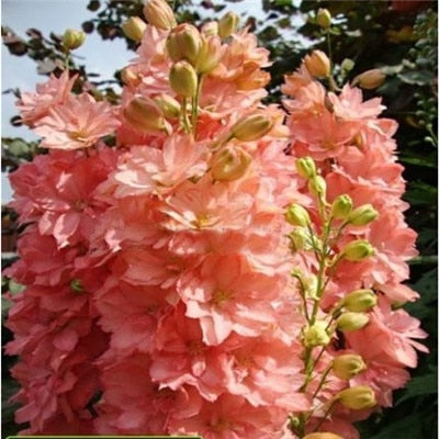 Flower Bonsai 100 Pcs Delphinium Mix Giant Delphinium Cultorum Potted Garden Outdoor Ornamental Planta Sement for Home Decor