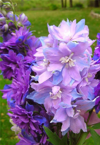 Flower Bonsai 100 Pcs Delphinium Mix Giant Delphinium Cultorum Potted Garden Outdoor Ornamental Planta Sement for Home Decor