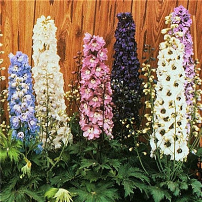 Flower Bonsai 100 Pcs Delphinium Mix Giant Delphinium Cultorum Potted Garden Outdoor Ornamental Planta Sement for Home Decor