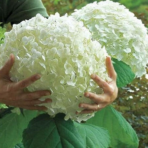 5Pcs Hydrangea bonsai plants, indoor flowers, potted plants, all kinds of colors, easy to plant gardening decoration.