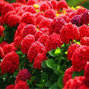 5Pcs Hydrangea bonsai plants, indoor flowers, potted plants, all kinds of colors, easy to plant gardening decoration.