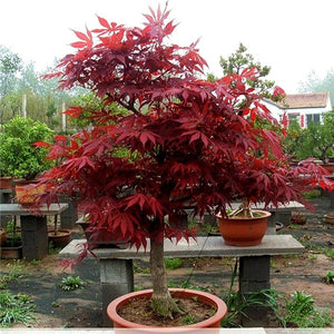 100 Pcs/Pack New Arrival!Red Japanese Maple Beautiful Plant Tree flores Bonsai Garden Decor DIY Plant Home
