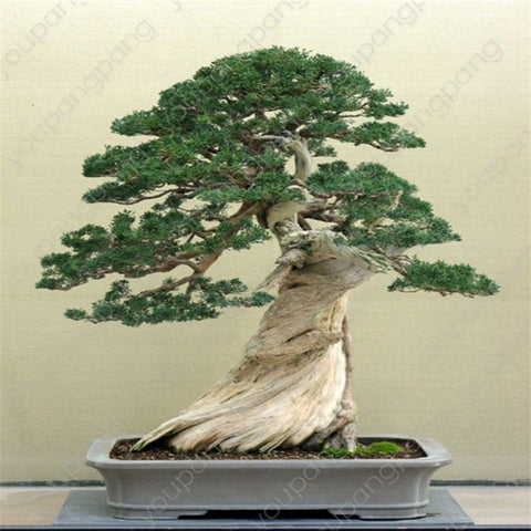 50pcs japanese black pine natural indoor bonsai tree wooden perennial plants for home garden decoration best packaging