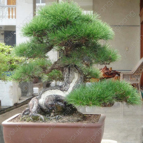 50pcs japanese black pine natural indoor bonsai tree wooden perennial plants for home garden decoration best packaging