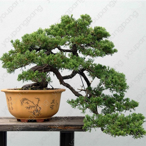 50pcs japanese black pine natural indoor bonsai tree wooden perennial plants for home garden decoration best packaging