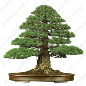 50pcs japanese black pine natural indoor bonsai tree wooden perennial plants for home garden decoration best packaging