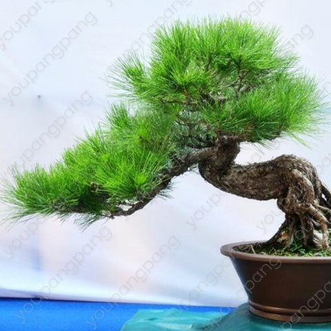 50pcs japanese black pine natural indoor bonsai tree wooden perennial plants for home garden decoration best packaging