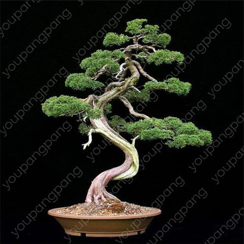 50pcs japanese black pine natural indoor bonsai tree wooden perennial plants for home garden decoration best packaging