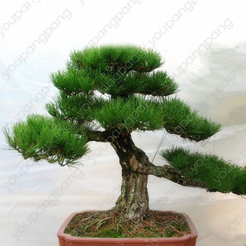 50pcs japanese black pine natural indoor bonsai tree wooden perennial plants for home garden decoration best packaging