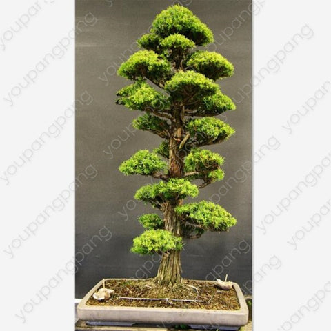 50pcs japanese black pine natural indoor bonsai tree wooden perennial plants for home garden decoration best packaging