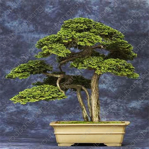 50pcs japanese black pine natural indoor bonsai tree wooden perennial plants for home garden decoration best packaging