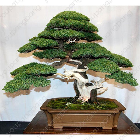 50pcs japanese black pine natural indoor bonsai tree wooden perennial plants for home garden decoration best packaging