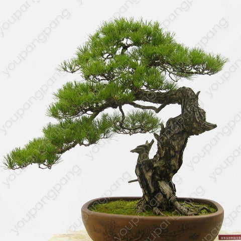 50pcs japanese black pine natural indoor bonsai tree wooden perennial plants for home garden decoration best packaging