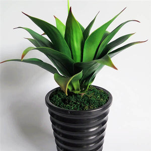 100 pieces of mixed aloe cactus agave bonsai rare succulent agave - American potted agave plant home and garden decoration
