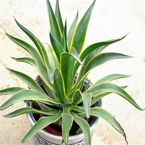 100 pieces of mixed aloe cactus agave bonsai rare succulent agave - American potted agave plant home and garden decoration