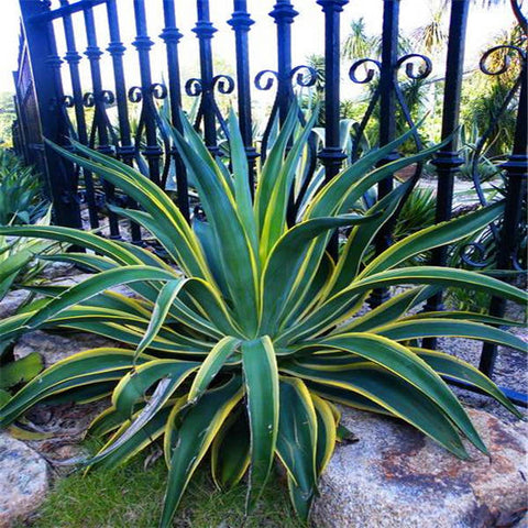 100 pieces of mixed aloe cactus agave bonsai rare succulent agave - American potted agave plant home and garden decoration