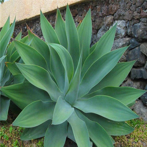 100 pieces of mixed aloe cactus agave bonsai rare succulent agave - American potted agave plant home and garden decoration