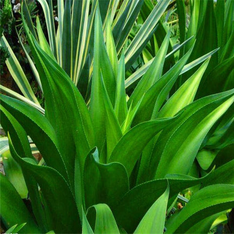 100 pieces of mixed aloe cactus agave bonsai rare succulent agave - American potted agave plant home and garden decoration