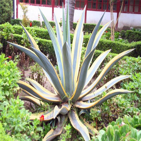 100 pieces of mixed aloe cactus agave bonsai rare succulent agave - American potted agave plant home and garden decoration