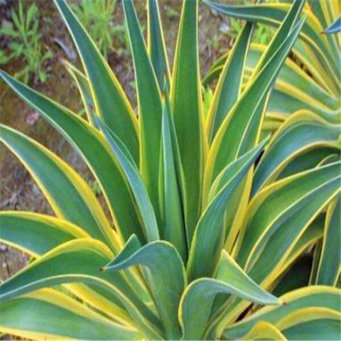 100 pieces of mixed aloe cactus agave bonsai rare succulent agave - American potted agave plant home and garden decoration